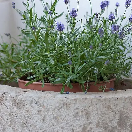 Marija Feriehus Dramalj