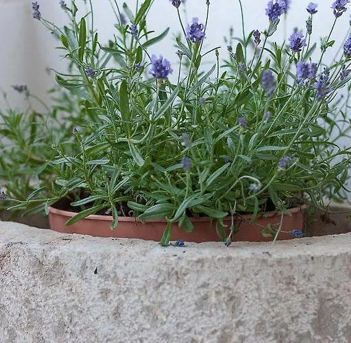 Marija Feriehus Dramalj